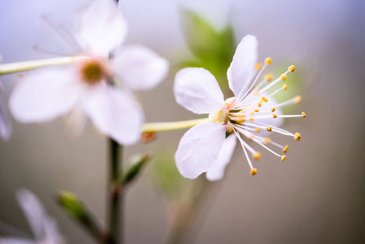 Spring Whisper